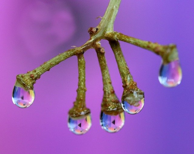 Descărcare gratuită a șablonului foto gratuit Drops Water Plant pentru a fi editat cu editorul de imagini online GIMP