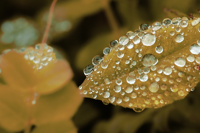 Free download drops water rain liquid plant free picture to be edited with GIMP free online image editor