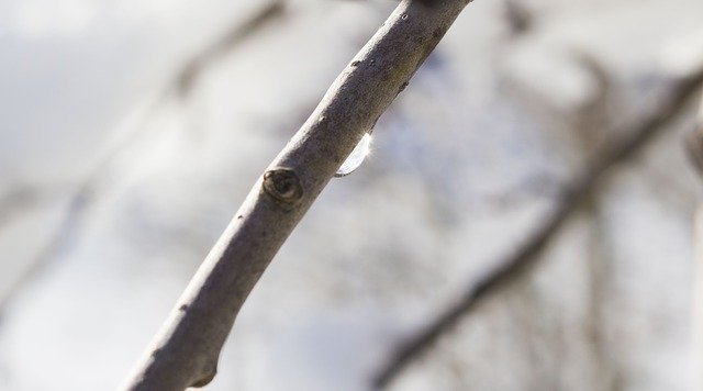 Muat turun percuma Drop Water Branch - foto atau gambar percuma untuk diedit dengan editor imej dalam talian GIMP