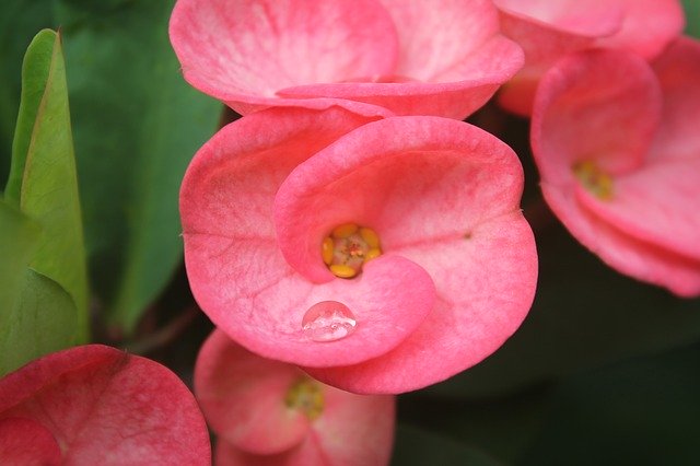 Drop Water Jarabacoa 무료 다운로드 - 무료 사진 또는 김프 온라인 이미지 편집기로 편집할 사진