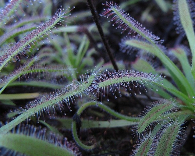 Free download Drosera Capensis Plant Nature -  free photo or picture to be edited with GIMP online image editor
