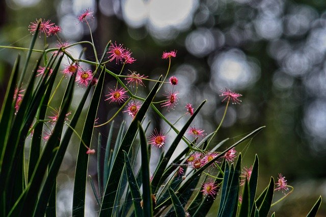 Descărcare gratuită Drosera Sun Dew Australian - fotografie sau imagini gratuite pentru a fi editate cu editorul de imagini online GIMP