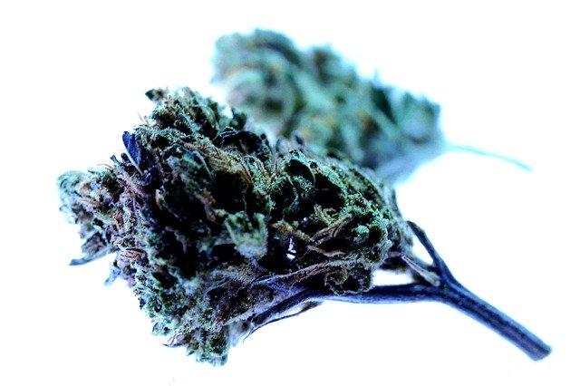 Free download Drug Marijuana Cannabis Smoke -  free photo or picture to be edited with GIMP online image editor