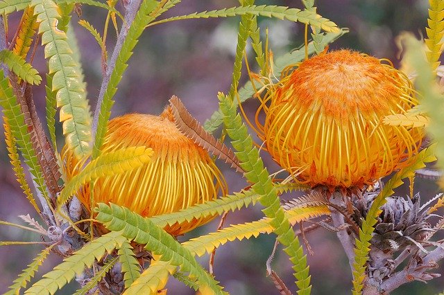 Free download Dryandra Formosa Protoeaceae Focus -  free photo or picture to be edited with GIMP online image editor