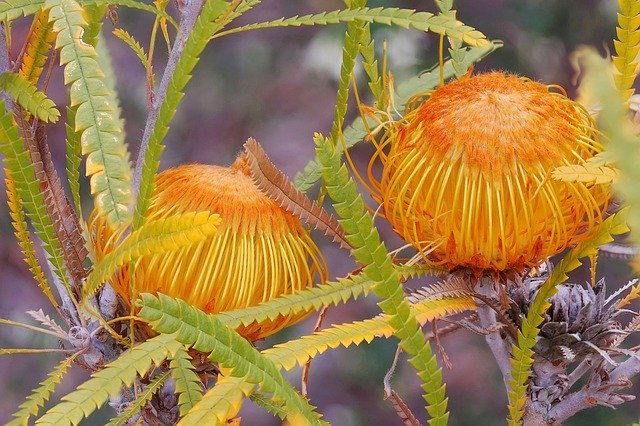 Descarga gratuita Dryandra Formosa Protoeaceae Focus: foto o imagen gratuita para editar con el editor de imágenes en línea GIMP