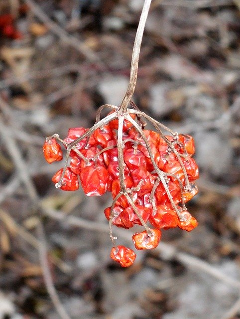 Descărcare gratuită Dry Berry Fruits - fotografie sau imagini gratuite pentru a fi editate cu editorul de imagini online GIMP