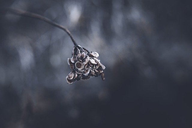 Free download dry flower autumn dry nature free picture to be edited with GIMP free online image editor