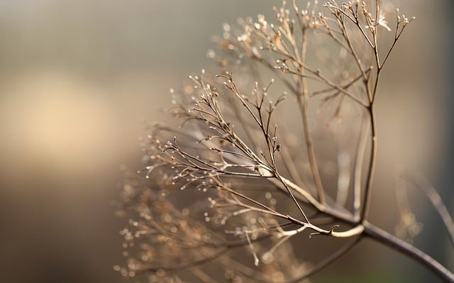 Free download dry flower dry plant faded dried up free picture to be edited with GIMP free online image editor
