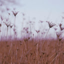 dry flower field  screen for extension Chrome web store in OffiDocs Chromium