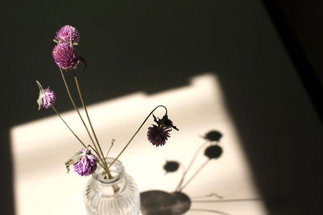 Free download Dry Flower Globe Amaranth Light -  free photo or picture to be edited with GIMP online image editor