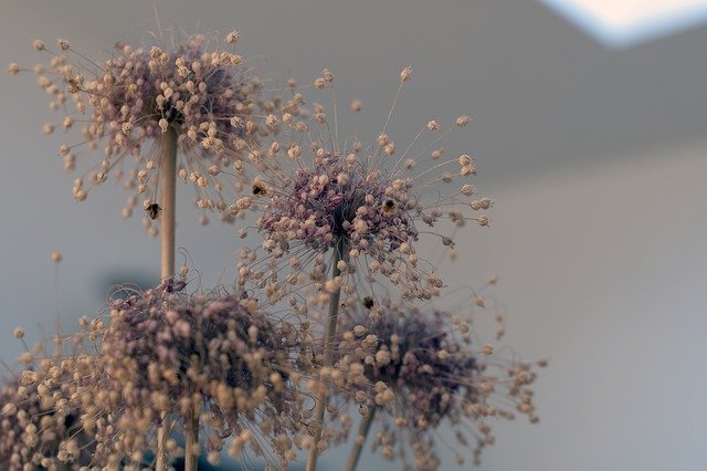 Kostenloser Download Trockenblumen Pflanzen - kostenloses Foto oder Bild zur Bearbeitung mit GIMP Online-Bildbearbeitung