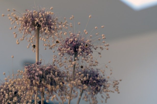 ດາວໂຫຼດຟຣີ Dry Flowers Plants - ຮູບພາບ ຫຼືຮູບພາບທີ່ບໍ່ເສຍຄ່າເພື່ອແກ້ໄຂດ້ວຍຕົວແກ້ໄຂຮູບພາບອອນໄລນ໌ GIMP