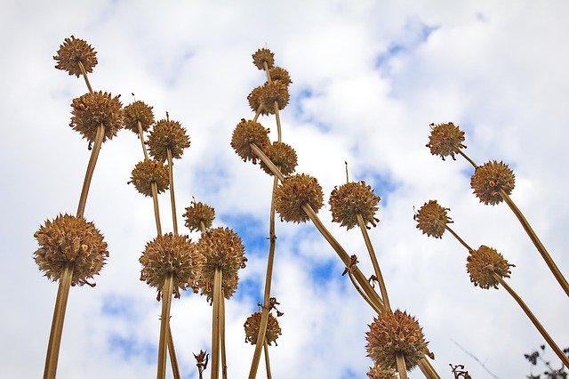 Скачать бесплатно Dry Flower Wild - бесплатную фотографию или картинку для редактирования с помощью онлайн-редактора изображений GIMP