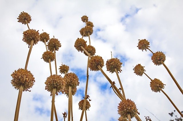 הורדה חינם Dry Flower Wild - תמונה או תמונה בחינם לעריכה עם עורך התמונות המקוון של GIMP