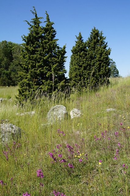 Free download Dry Grass Landscape Summer -  free photo or picture to be edited with GIMP online image editor