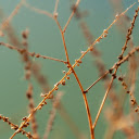 Dry grass seeds  screen for extension Chrome web store in OffiDocs Chromium