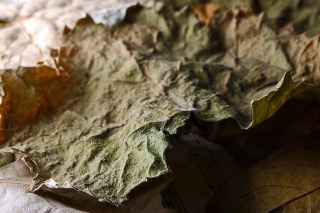 Free download dry leaf brittle faded withered free picture to be edited with GIMP free online image editor