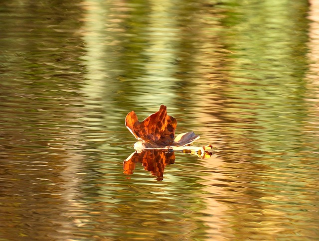 Free download dry leaf lake leaf on water autumn free picture to be edited with GIMP free online image editor