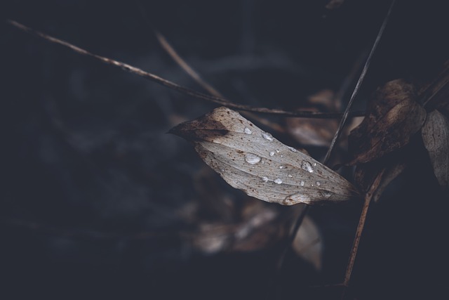 Free download dry leaf rain drops droplets gloomy free picture to be edited with GIMP free online image editor