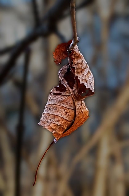 Free download dry leave autumn nature forest free picture to be edited with GIMP free online image editor