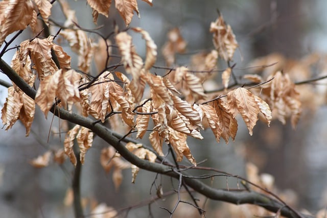 Free download dry leaves autumn forest nature free picture to be edited with GIMP free online image editor