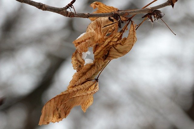 Template Photo Dry Leaves Branch Winter for OffiDocs
