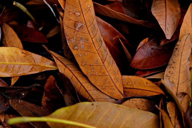 Free download dry leaves leaves dew wet free picture to be edited with GIMP free online image editor