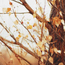 Dry Leaves on Winter Branches  screen for extension Chrome web store in OffiDocs Chromium