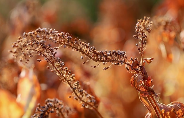 Free download dry plant fall nature faded dry free picture to be edited with GIMP free online image editor