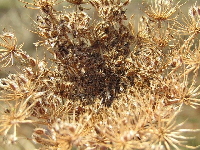 Free picture Dry Plant Heatwave Climate -  to be edited by GIMP free image editor by OffiDocs