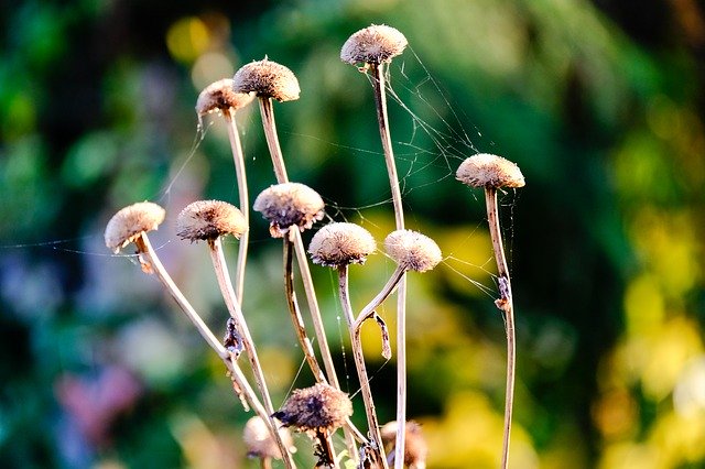Gratis download Dry Plant Nature - gratis foto of afbeelding om te bewerken met GIMP online afbeeldingseditor