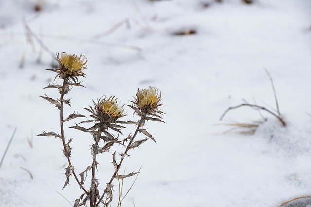 Free download Dry Plant Winter Nature -  free photo or picture to be edited with GIMP online image editor