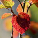 Dry season branches and leaves  screen for extension Chrome web store in OffiDocs Chromium