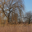 Dry season forest  screen for extension Chrome web store in OffiDocs Chromium