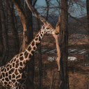 dry season forest and giraffe  screen for extension Chrome web store in OffiDocs Chromium