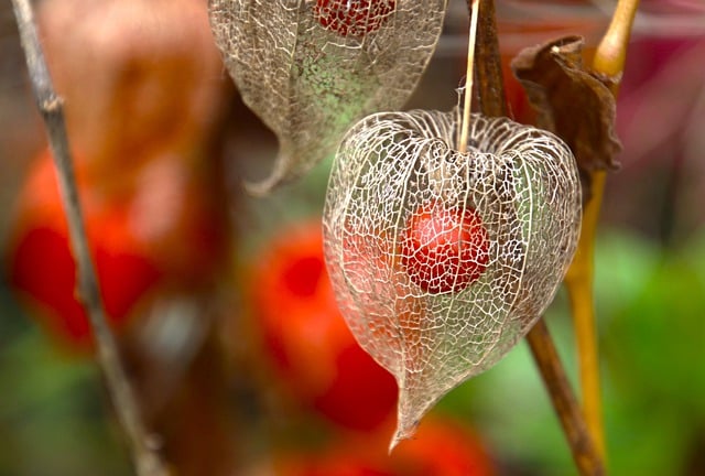 Free download dry seeds flower lantern free picture to be edited with GIMP free online image editor