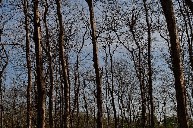 Muat turun percuma Hutan Kayu Jati Kering - foto atau gambar percuma untuk diedit dengan editor imej dalam talian GIMP