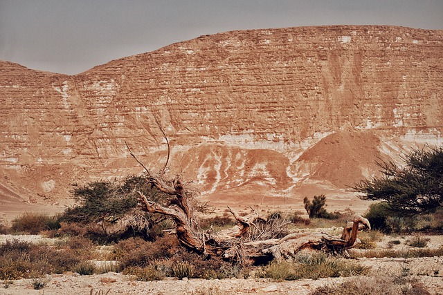 Free download dry tree rock mountain sandstone free picture to be edited with GIMP free online image editor