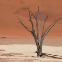 Dry trees and desert  screen for extension Chrome web store in OffiDocs Chromium