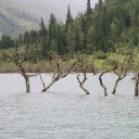 Dry trees are flooded  screen for extension Chrome web store in OffiDocs Chromium Dry trees are flooded  screen for extension Chrome web store in OffiDocs Chromium