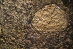 Free download DSC 1060 free photo or picture to be edited with GIMP online image editor