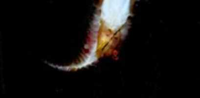 Free download DSC 2743 ( 4) 001 free photo or picture to be edited with GIMP online image editor