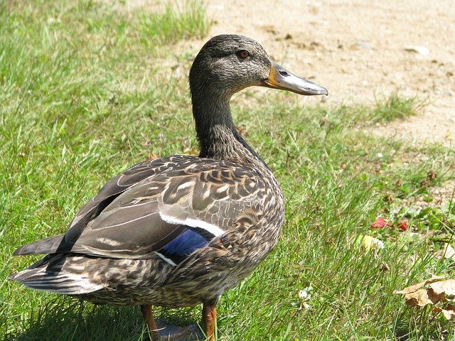 Template Photo Duck Animal Bird -  for OffiDocs