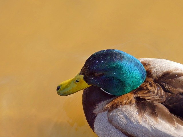 ดาวน์โหลดฟรี Duck Animal Bird Water - ภาพถ่ายหรือรูปภาพฟรีที่จะแก้ไขด้วยโปรแกรมแก้ไขรูปภาพออนไลน์ GIMP