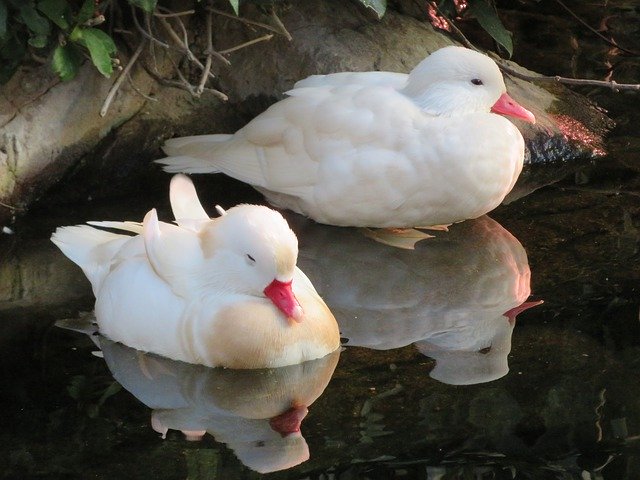 Unduh gratis Duck Animals Nature - foto atau gambar gratis untuk diedit dengan editor gambar online GIMP