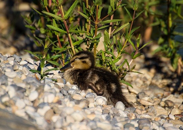 Descarga gratuita Duck Baby Chicks: foto o imagen gratuita para editar con el editor de imágenes en línea GIMP