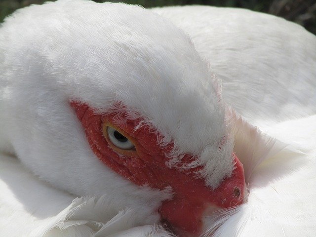 Tải xuống miễn phí Duck Barbarism Red - ảnh hoặc hình ảnh miễn phí được chỉnh sửa bằng trình chỉnh sửa hình ảnh trực tuyến GIMP