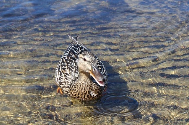 Descărcare gratuită Duck Beach Lake - fotografie sau imagini gratuite pentru a fi editate cu editorul de imagini online GIMP