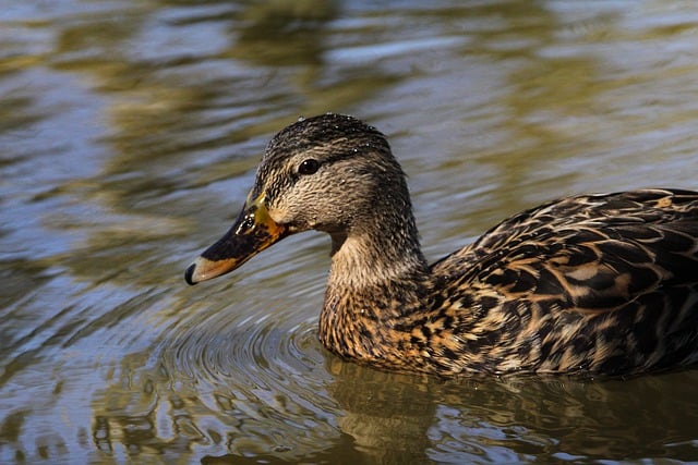 Free download duck beak feathers plumage animal free picture to be edited with GIMP free online image editor
