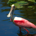 Duck billed bird  screen for extension Chrome web store in OffiDocs Chromium